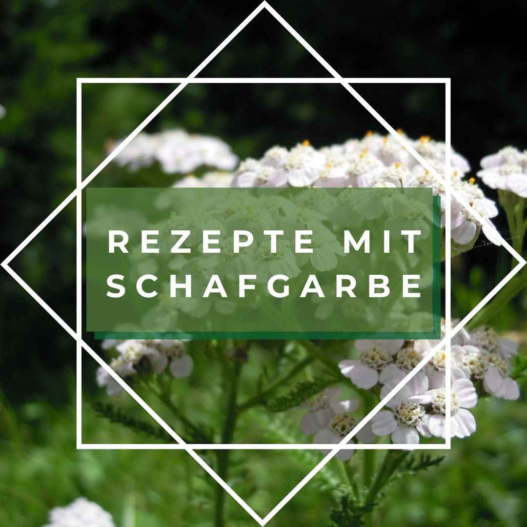 Rezepte mit Schafgarbe